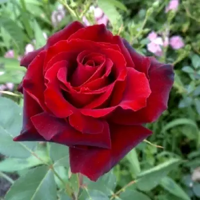 Роза ТАБУ чайно-гибридная в Сморгони