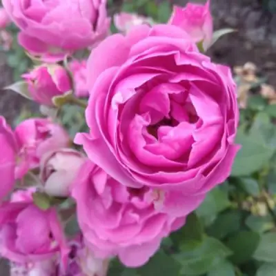 Роза МИСТИ БАБЛС спрей в Сморгони