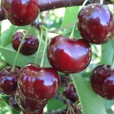 Вишня ЖАДАНА в Сморгони