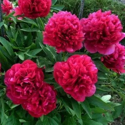 Пион БЕЛГРАВИЯ травянистый в Сморгони