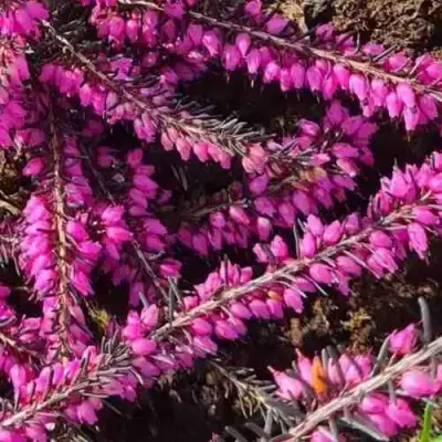 ЭРИКА "АЛЬПИЙСКИЙ ВЕРЕСК" (зимующая) сорт АТРОРУБРА в Сморгони