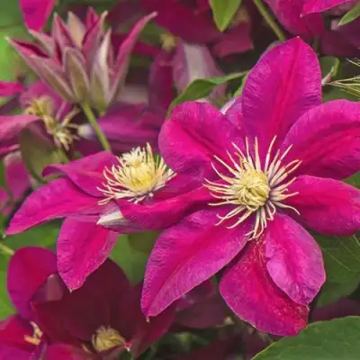 Клематис ЭРНЕСТ МАРКХАМ в Сморгони