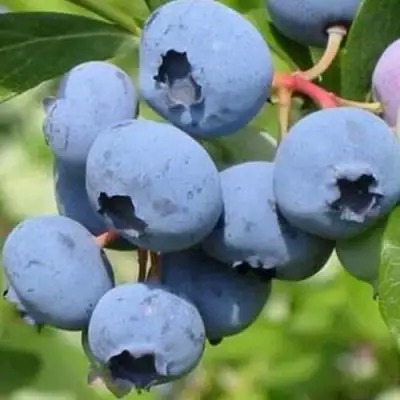 Голубика ДАРРОУ в Сморгони
