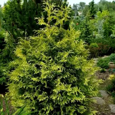 Туя ЗЕБРИНА ЭКСТРА ГОЛД складчатая в Сморгони