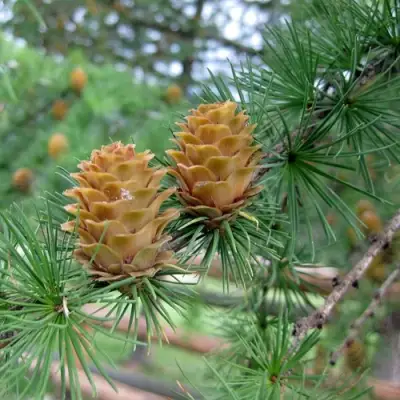 Лиственница КЕМПФЕРА в Сморгони