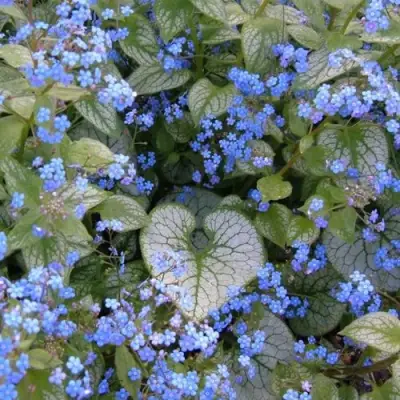 Бруннера ДЖЭК ФРОСТ в Сморгони