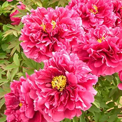 Пион ВОСХОД СОЛНЦА древовидный в Сморгони