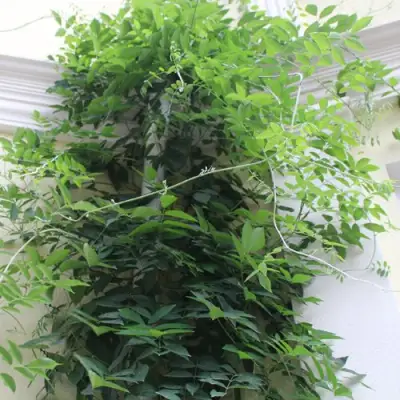 Глициния макростахия БЛЮ МУН в Сморгони