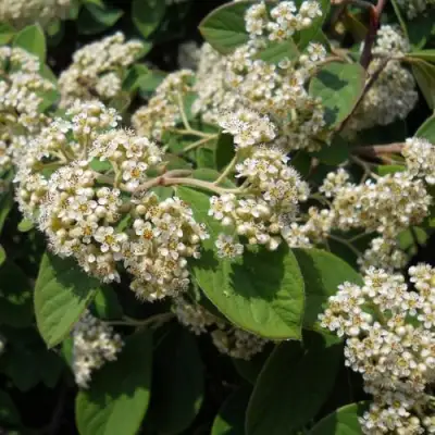 Кизильник пузырчатый в Сморгони