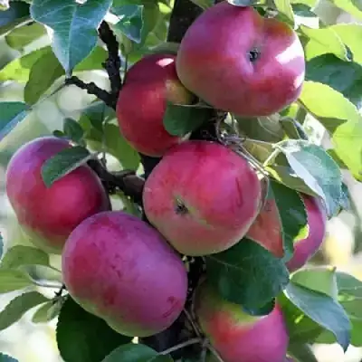 Яблоня ЕСЕНИЯ колонновидная в Сморгони