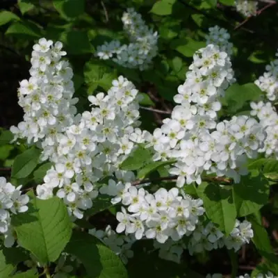 Черемуха ПАМЯТИ САЛАМАТОВА в Сморгони