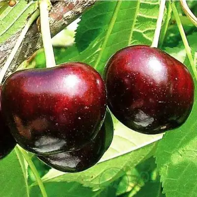 Черешня САММИТ в Сморгони