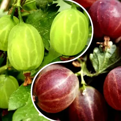 Комплект СКАЗКА в Сморгони