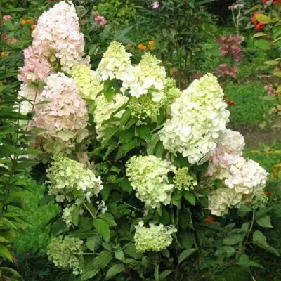 гортензия метельчатая Бомбшелл