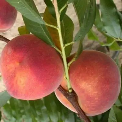 Персик ЮБИЛЕЙ СТОЛИЦЫ колонновидный в Сморгони
