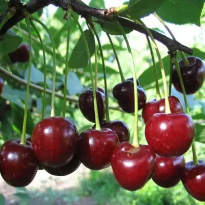 Вишня БЫСТРИНКА в Сморгони