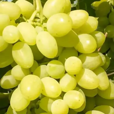 Виноград ДОЛГОЖДАННЫЙ в Сморгони