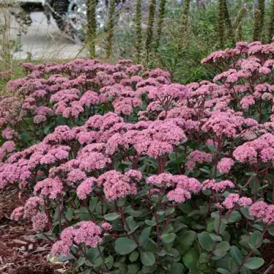 Очиток (седум) МАТРОНА в Сморгони