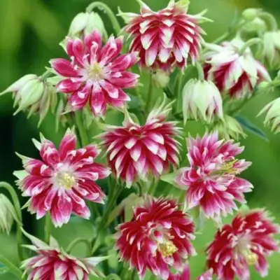 Аквилегия БАРЛОУ НОРА гибрид МакКаны в Сморгони