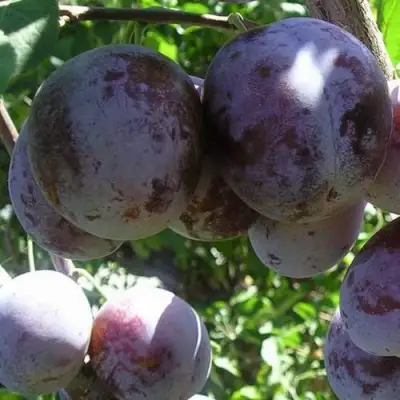 Слива РЕНКЛОД ХАРИТОНОВОЙ в Сморгони