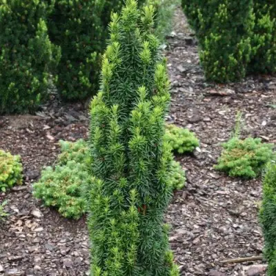 Тис ВОЙТЕК средний  в Сморгони