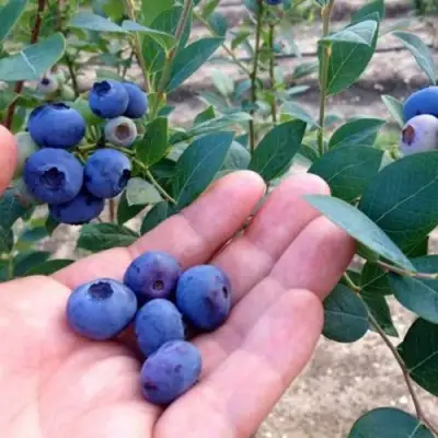 Голубика НОРТ КАНТРИ в Сморгони