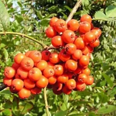 Рябина КОНЦЕНТРА сладкоплодная в Сморгони