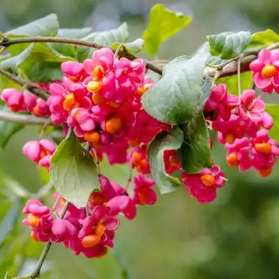 Бересклет ЕВРОПЕЙСКИЙ в Сморгони