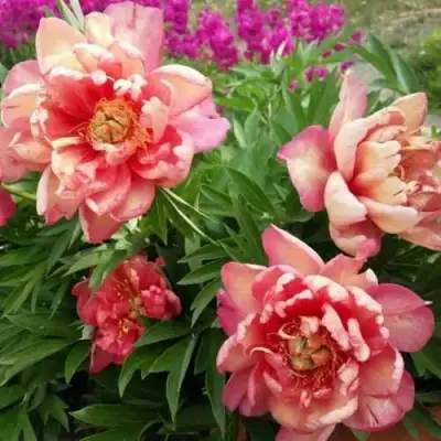 Пион ДЖУЛИЯ РОУЗ ито-гибрид в Сморгони