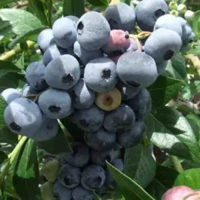 Голубика КРОЭТЭН в Сморгони