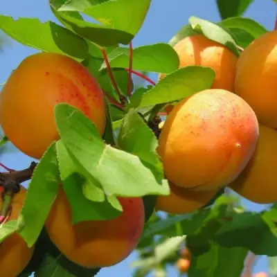 Абрикос КИЕВСКИЙ РАННИЙ в Сморгони