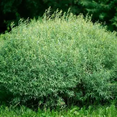 Ива НАНА пурпурная в Сморгони