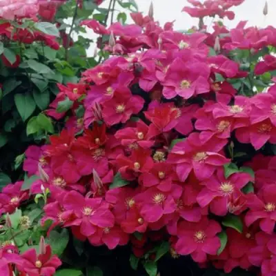 Клематис РУЖ КАРДИНАЛ в Сморгони