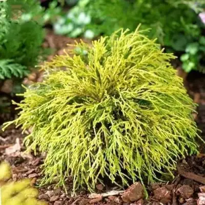 Кипарисовик ВАВЕЛ горохоплодный в Сморгони