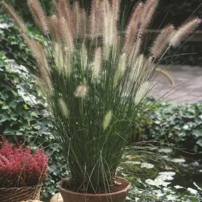 Пеннисетум ХАМЕЛН в Сморгони