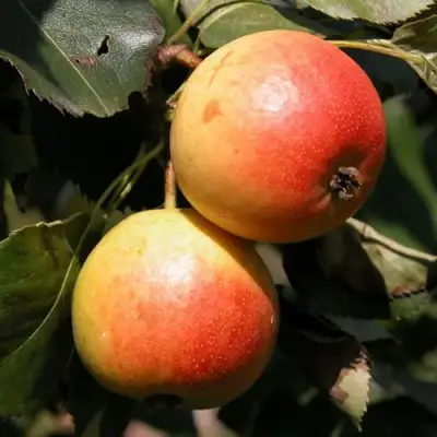 Груша АЛЁНУШКА в Сморгони