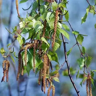 Береза ПОВИСЛАЯ в Сморгони
