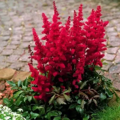 Астильба ГЛАТ Арендса в Сморгони