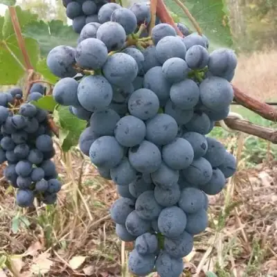 Виноград АГАТ ДОНСКОЙ в Сморгони