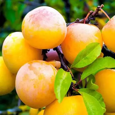 Слива МИНСКАЯ в Сморгони