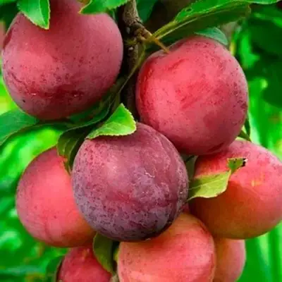 Слива КЛЕОПАТРА в Сморгони