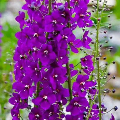 Коровяк ВИОЛЕТТА (вербаскум) в Сморгони