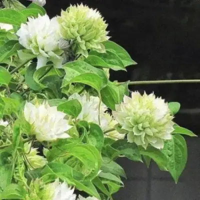 Клематис КОХАНА в Сморгони