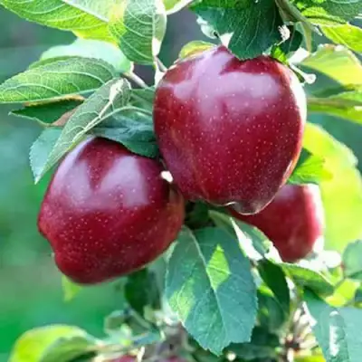 Яблоня РЕД ДЕЛИШЕС в Сморгони