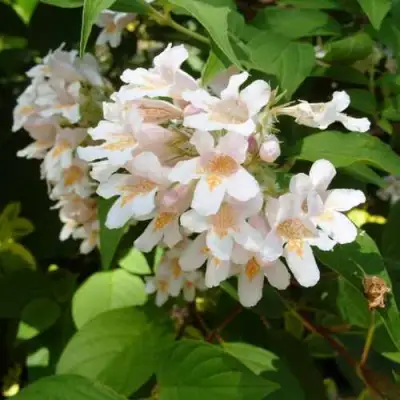 Кольквиция прелестная в Сморгони