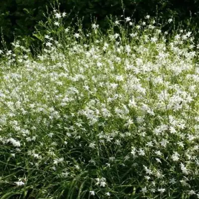Венечник ветвистый в Сморгони