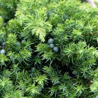 Можжевельник ШЛЯГЕР прибрежный в Сморгони