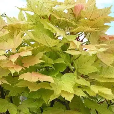 Клен ложноплатановый в Сморгони