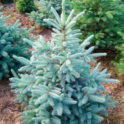 Ель КЕЙБАБ колючая в Сморгони