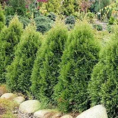 Туя СМАРАГД ВИТБОНТ западная в Сморгони